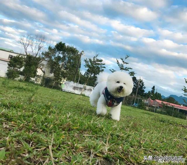 比熊犬好养吗？关于比熊犬的那些事儿