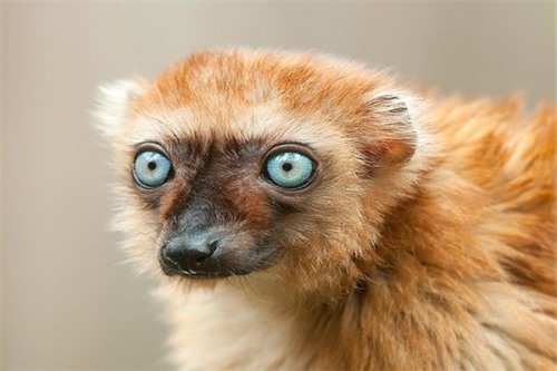 东部毛狐猴 喜欢生活在雨林当中喜欢挂在树上