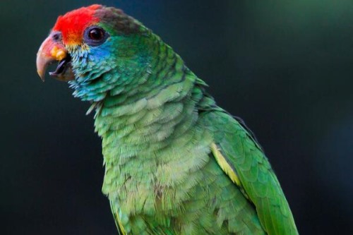 红眉亚马逊鹦鹉:巴西特有物种全球仅剩下845只