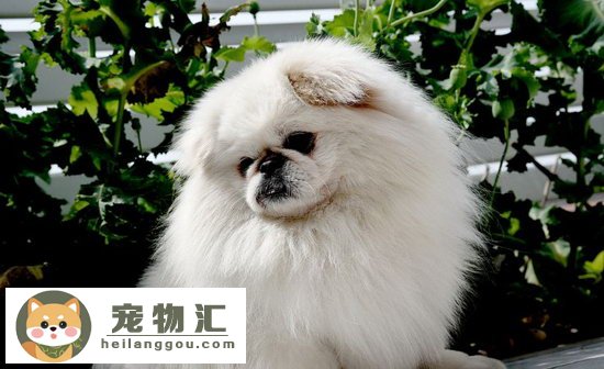 京巴犬怎么看纯不纯 纯种北京犬挑选方法