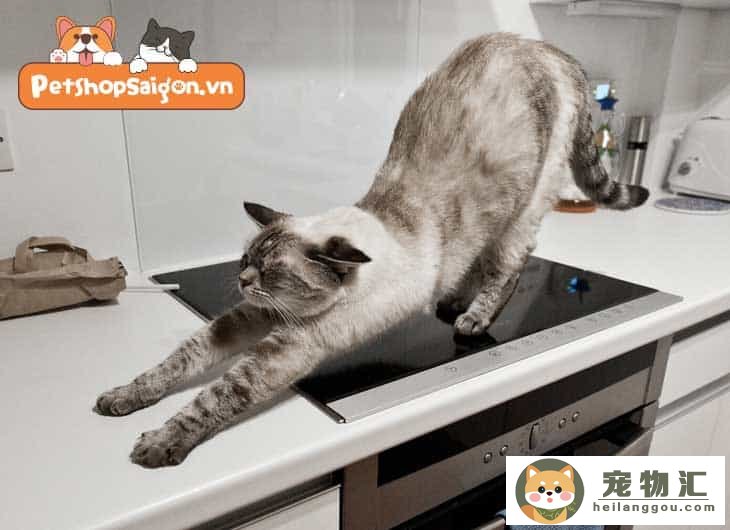 如何防止猫跳上灶台（怎么纠正猫咪喜欢往厨房跑）