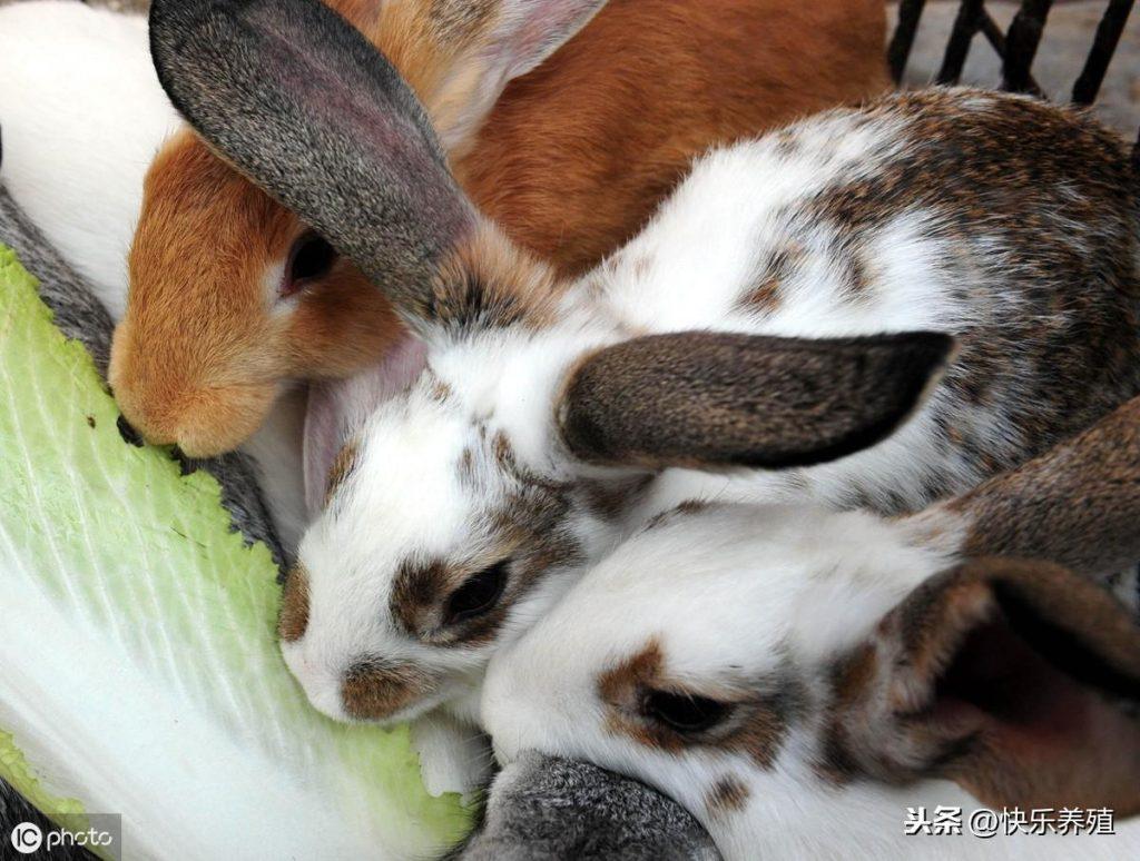 兔子不吃的7个原因，建议养兔户收藏备用！（换兔粮兔子不吃怎么办）