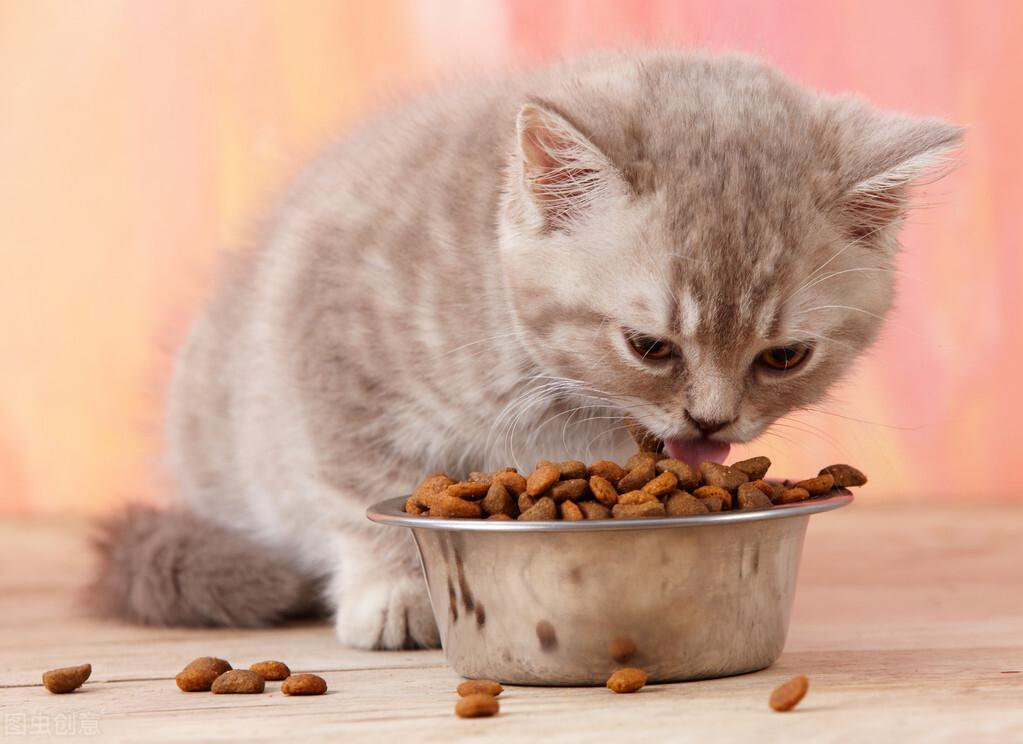幼猫饲养指南：确保你的猫咪饮食正确