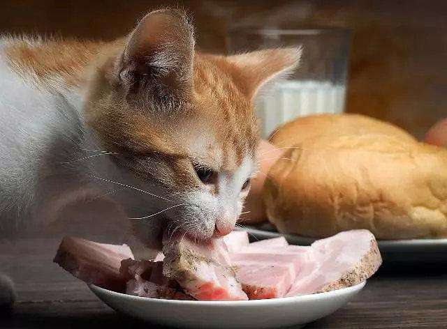猫咪产后营养关键：推荐产后猫咪的理想食物