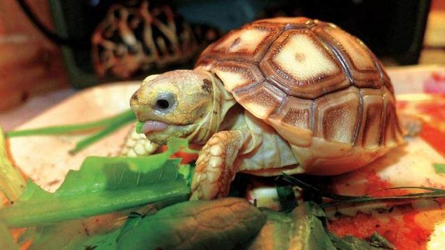 龟中杜宾——苏卡达陆龟（苏咔达龟）