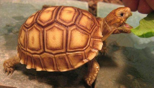 龟中杜宾——苏卡达陆龟（苏咔达龟）
