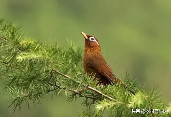 生鸟“认食”的方法（鸟食生得好还是熟的好）