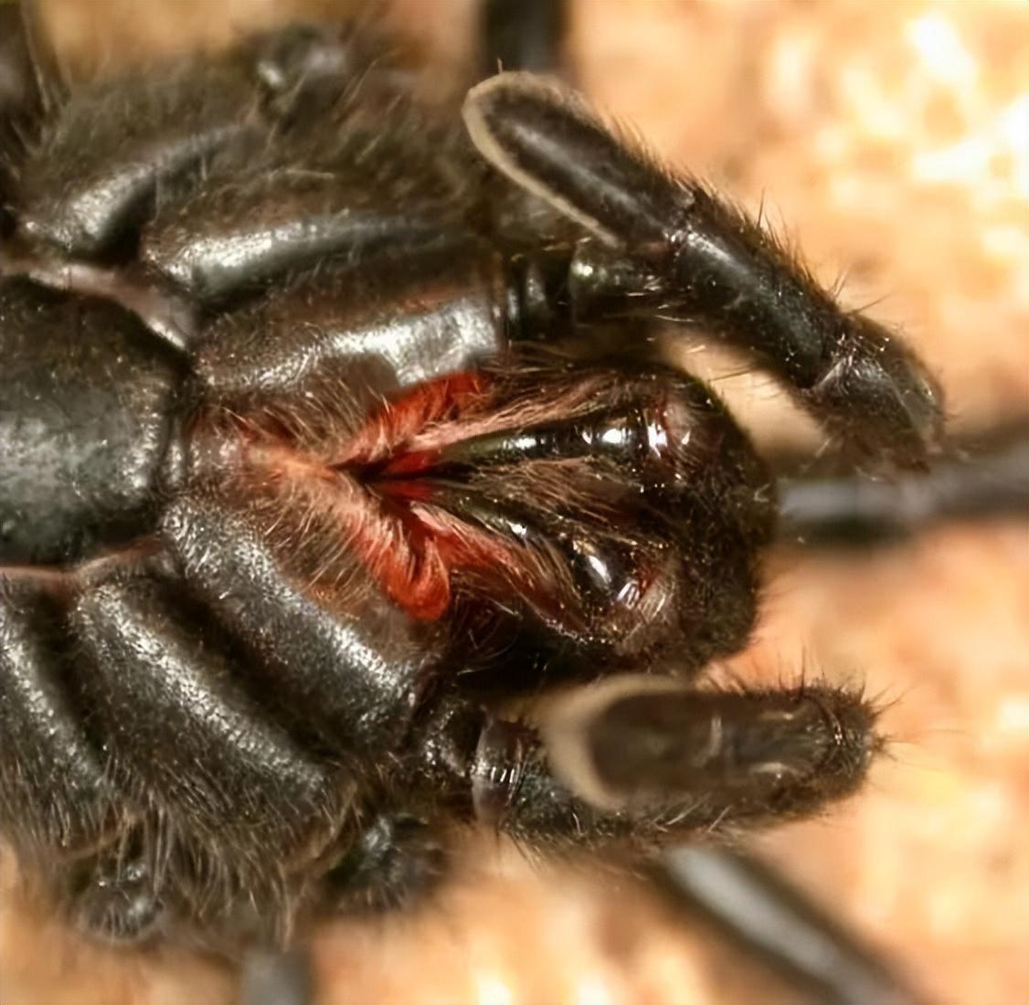 蜘蛛恐惧揭秘：是毒性所致还是其他原因？