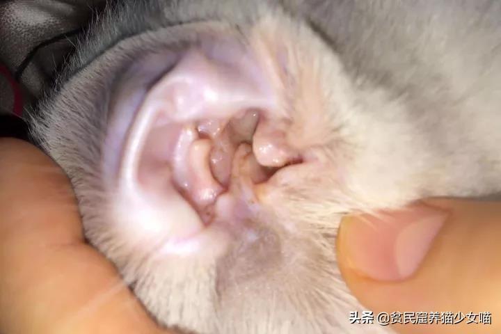 猫咪的耳螨一定要去除吗？该怎么做呢？（猫咪耳螨需要去医院清洗吗图片）