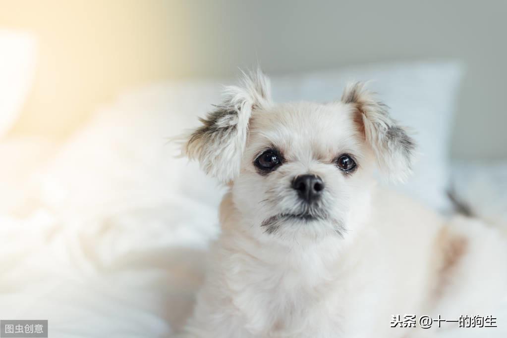 犬黑色素瘤全解析：扩散机制、预防策略及铲屎官的应对之道