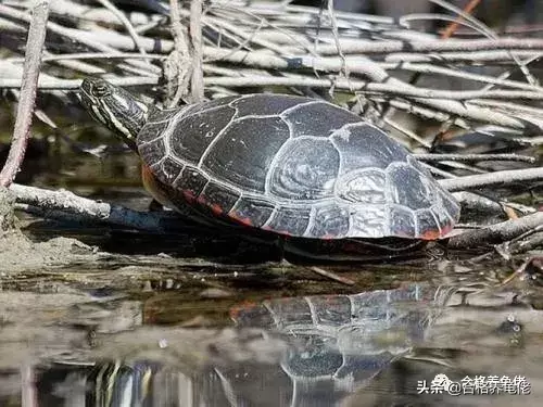 龟被咬伤后该怎么处理？（被龟咬了一口怎么办）