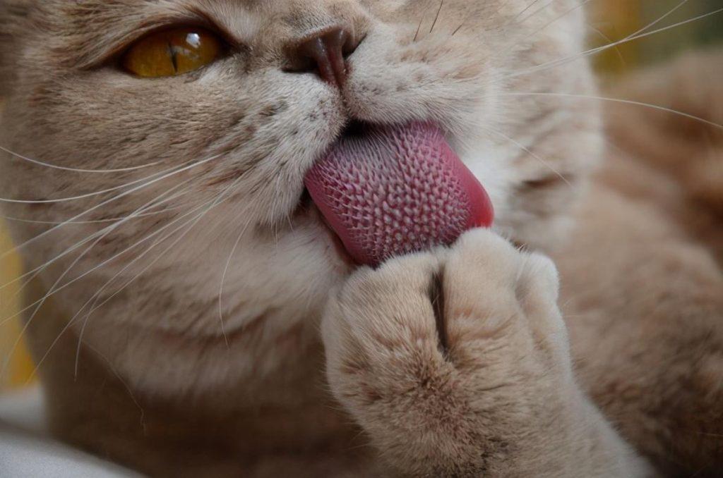 猫咪为什么总是喜欢舔人？它其实是想告诉你这6件事（我家猫为什么喜欢舔人）