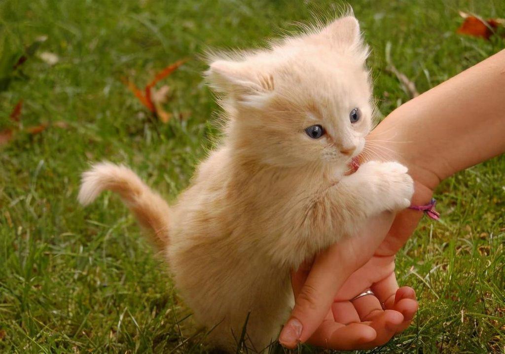 猫咪为什么总是喜欢舔人？它其实是想告诉你这6件事（我家猫为什么喜欢舔人）