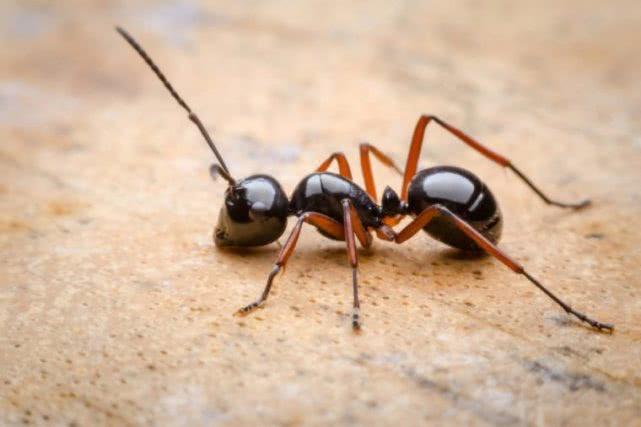 蚂蚁都吃什么东西？为了食物它们甚至饲养和培育其他生物！（蚂蚁吃什么的绘画）