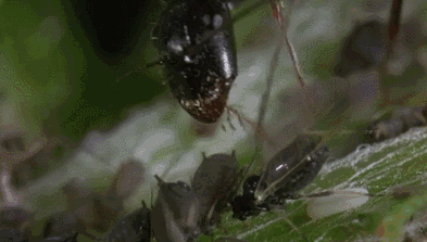 蚂蚁都吃什么东西？为了食物它们甚至饲养和培育其他生物！（蚂蚁吃什么的绘画）