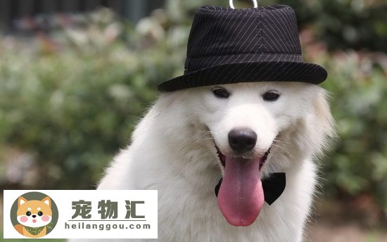 萨摩耶好养吗 萨摩耶犬好不好养