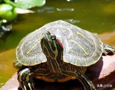 养龟新手必备宝典：如何养好红耳巴西龟？（红耳巴西龟能吃吗养久了会有怨气吗）