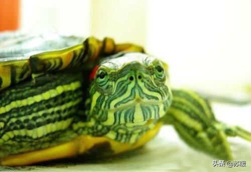 养龟新手必备宝典：如何养好红耳巴西龟？（红耳巴西龟能吃吗养久了会有怨气吗）