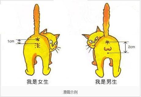 猫咪的公母怎么分辨？公母猫咪的最大区别在哪里？